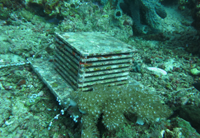 Image-1